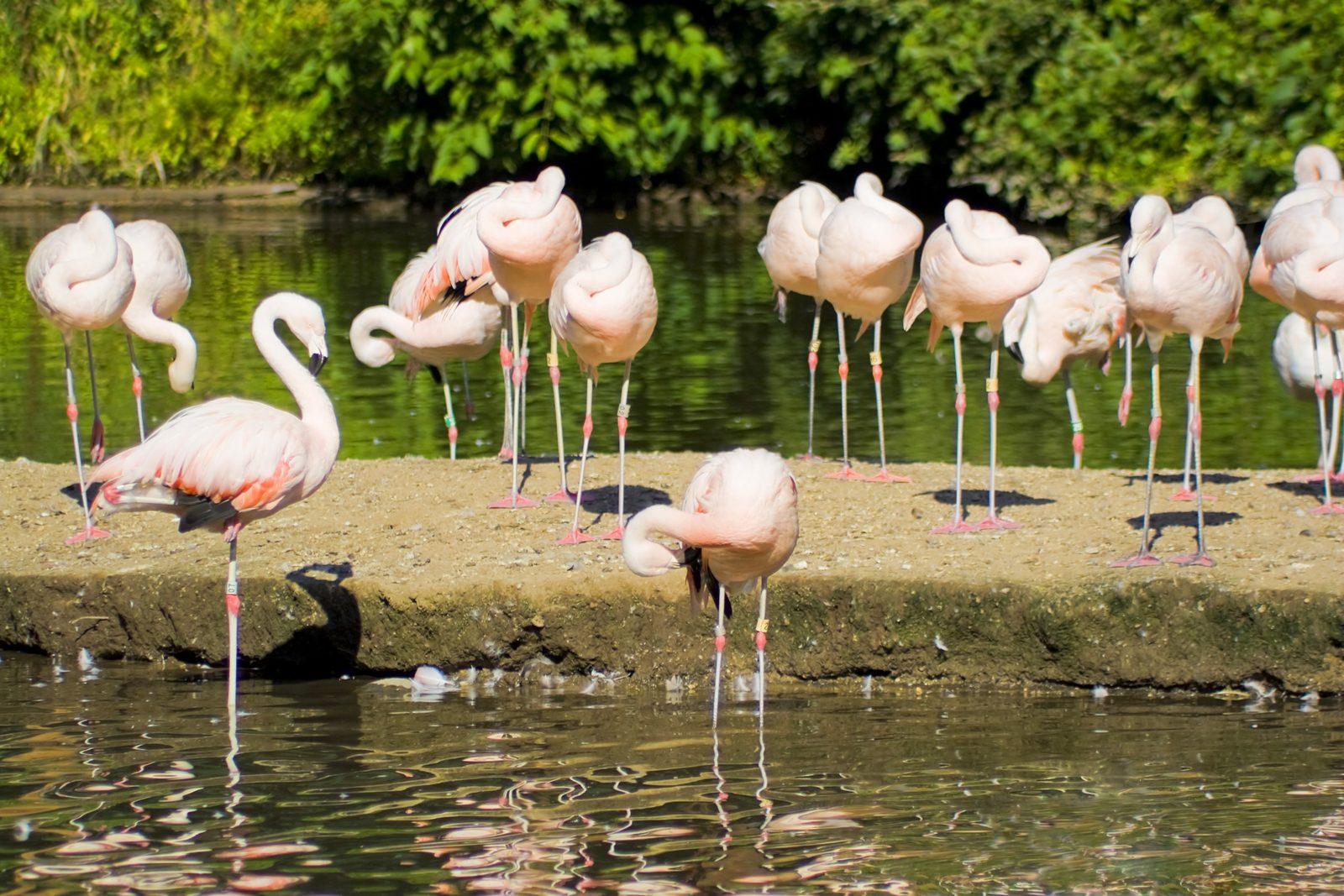 Houston Zoo Flamingos and Elephants: Your Complete Visit Guide